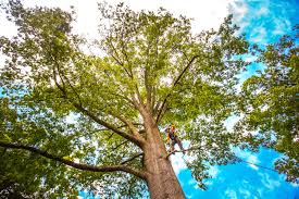 Best Hazardous Tree Removal  in Youngsville, NC