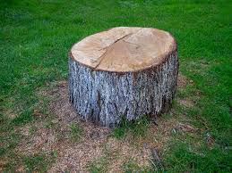 Best Root Management and Removal  in Youngsville, NC