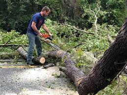 Best Hedge Trimming  in Youngsville, NC