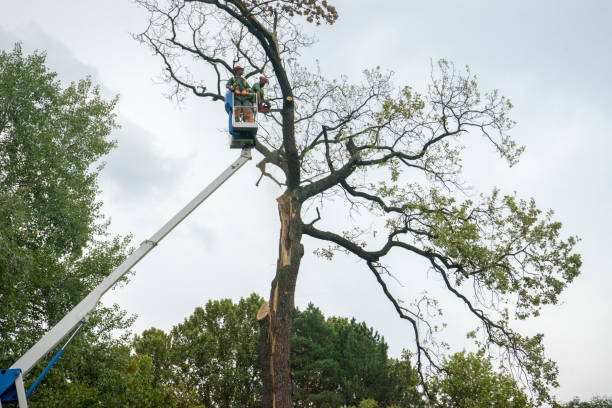 Best Tree Health Inspection  in Youngsville, NC