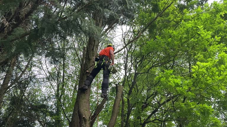 Best Pest Control for Lawns  in Youngsville, NC