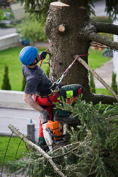 Best Aeration Services  in Youngsville, NC