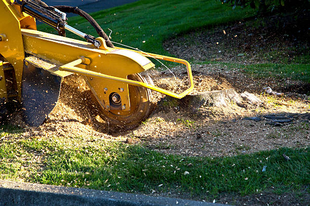Best Soil Testing and Treatment  in Youngsville, NC