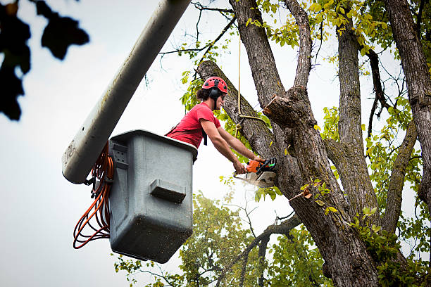 Best Leaf Removal  in Youngsville, NC