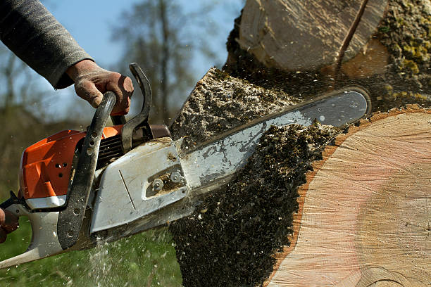 Best Fruit Tree Pruning  in Youngsville, NC