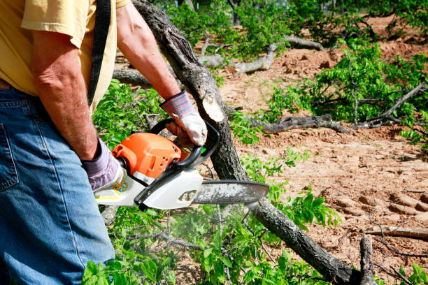 Best Commercial Tree Services  in Youngsville, NC