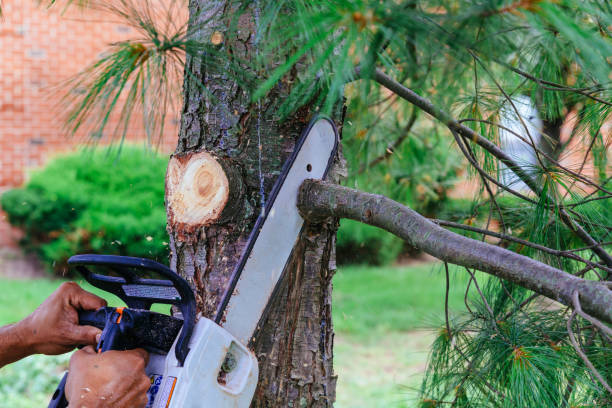 Best Organic Lawn Care Solutions  in Youngsville, NC